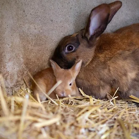 D'hotes Au Coeur De La Ferme De La Porte En Aix Pour 2 Aix-en-Issart