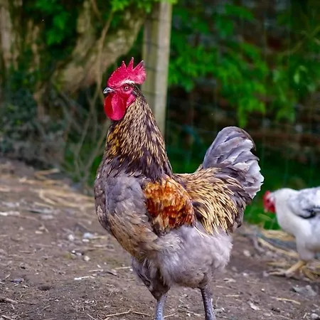 D'hotes Au Coeur De La Ferme De La Porte En Aix Pour 2 * Aix-en-Issart